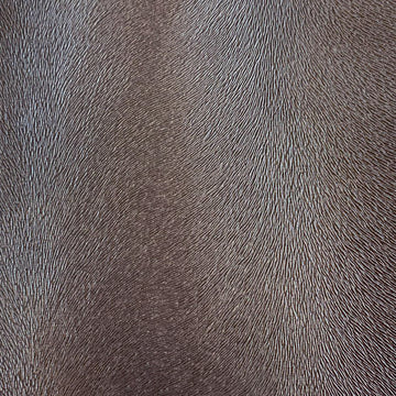 ALGONQUIN | SAND
