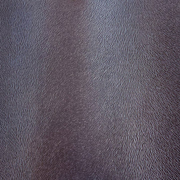 Algonquin | Charcoal