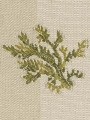 SEA CORAL | REED