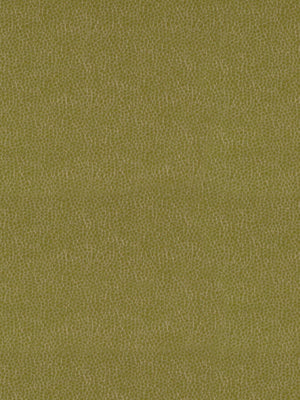 KIM CRACKLE | CELERY