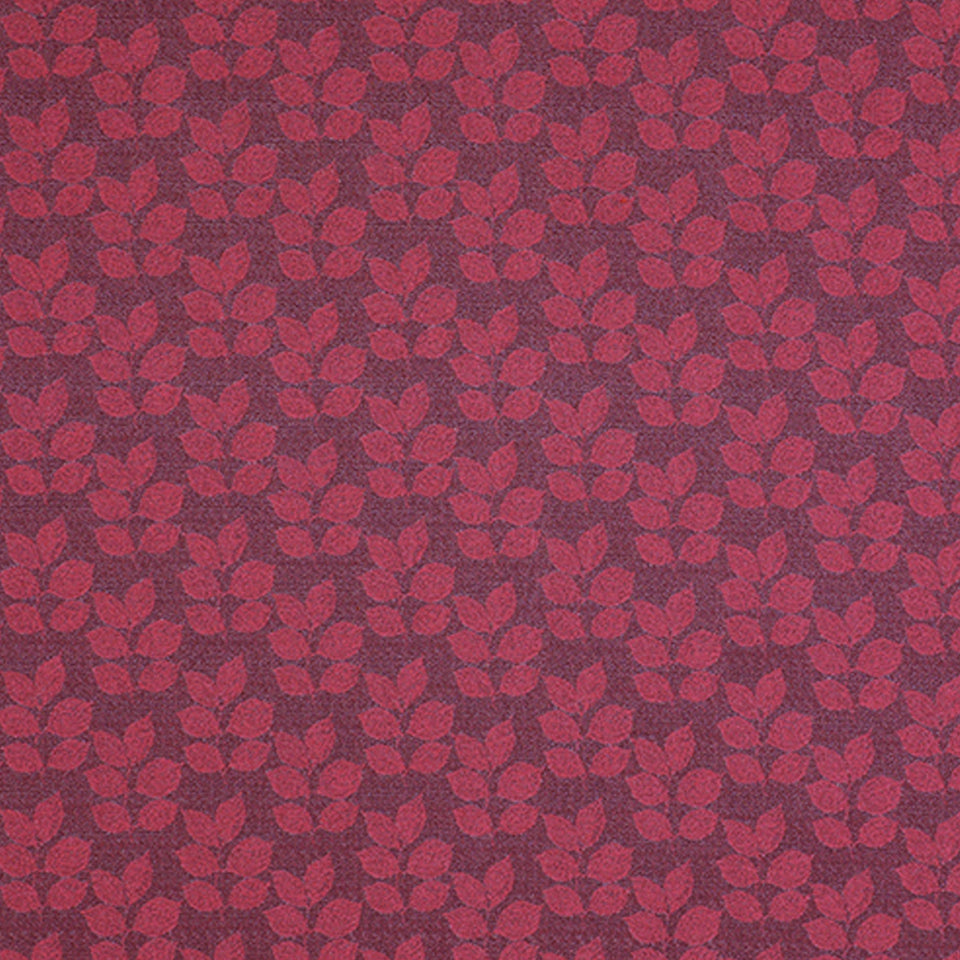 BOTANY | GRAPE