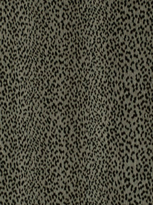 Big Cat | Smoke