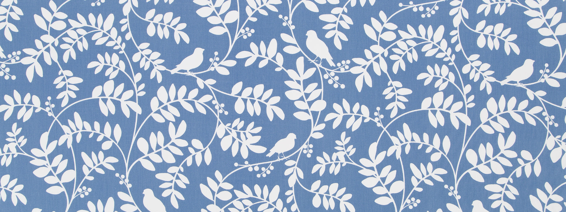 BOTANY FLORA | HYDRANGEA