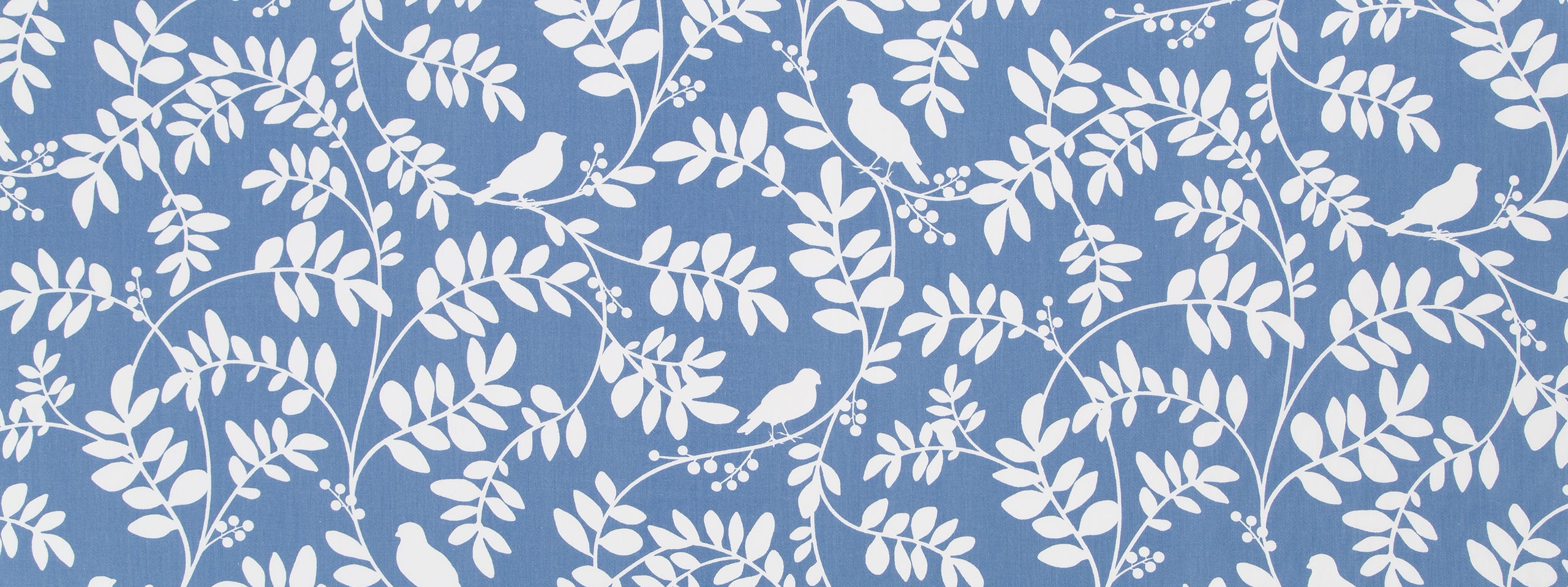 BOTANY FLORA | HYDRANGEA