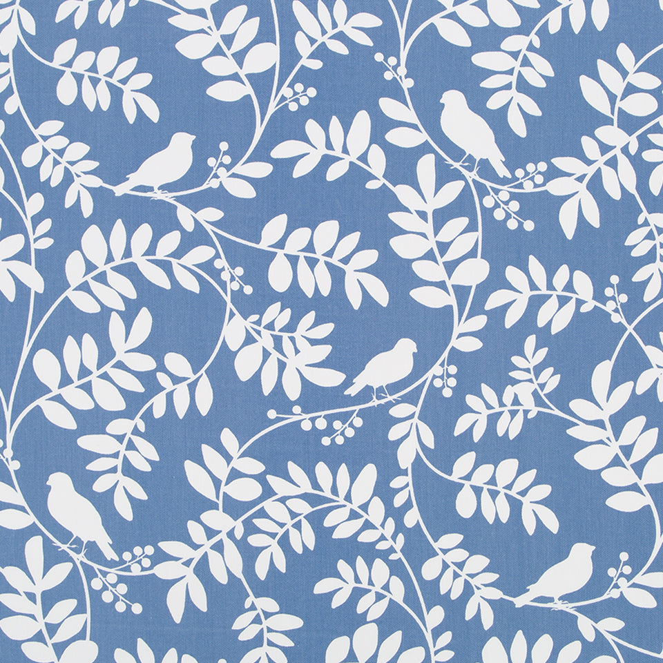 BOTANY FLORA | HYDRANGEA