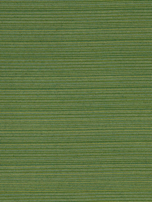 MARCO ISLAND | GRASS