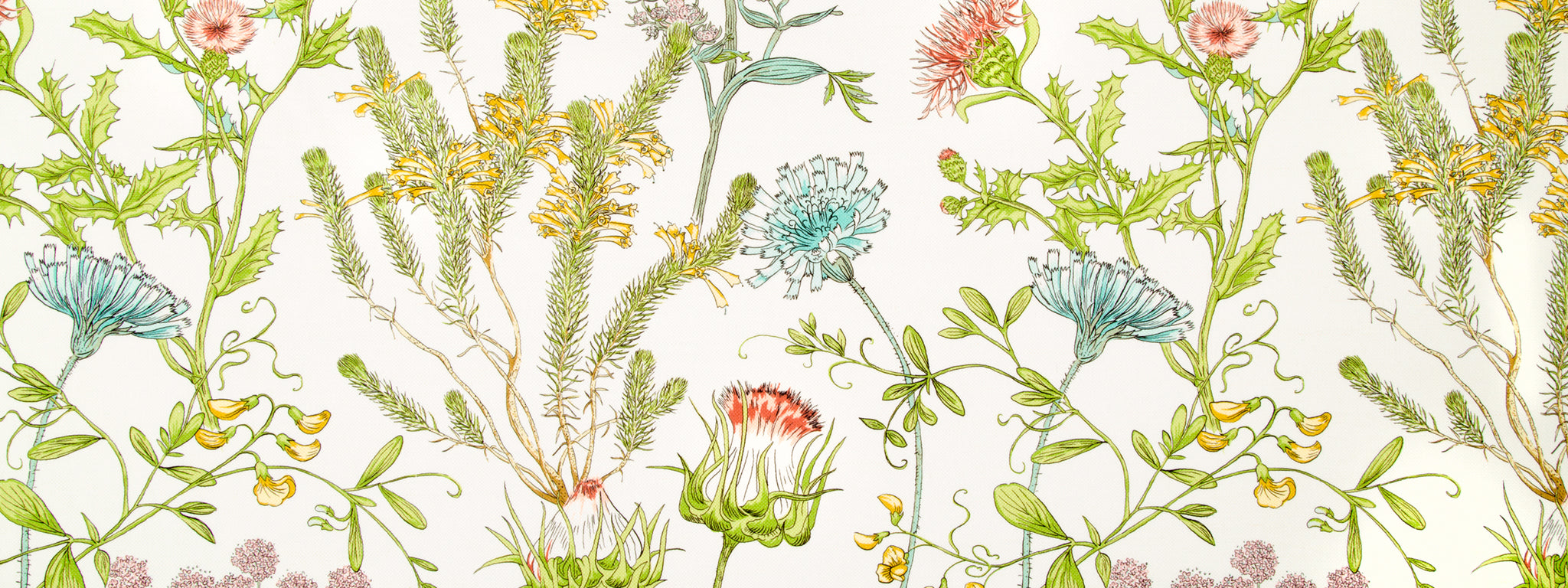 WILD OASIS | CORAL REEF