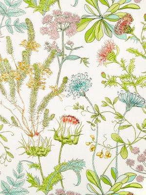WILD OASIS | CORAL REEF