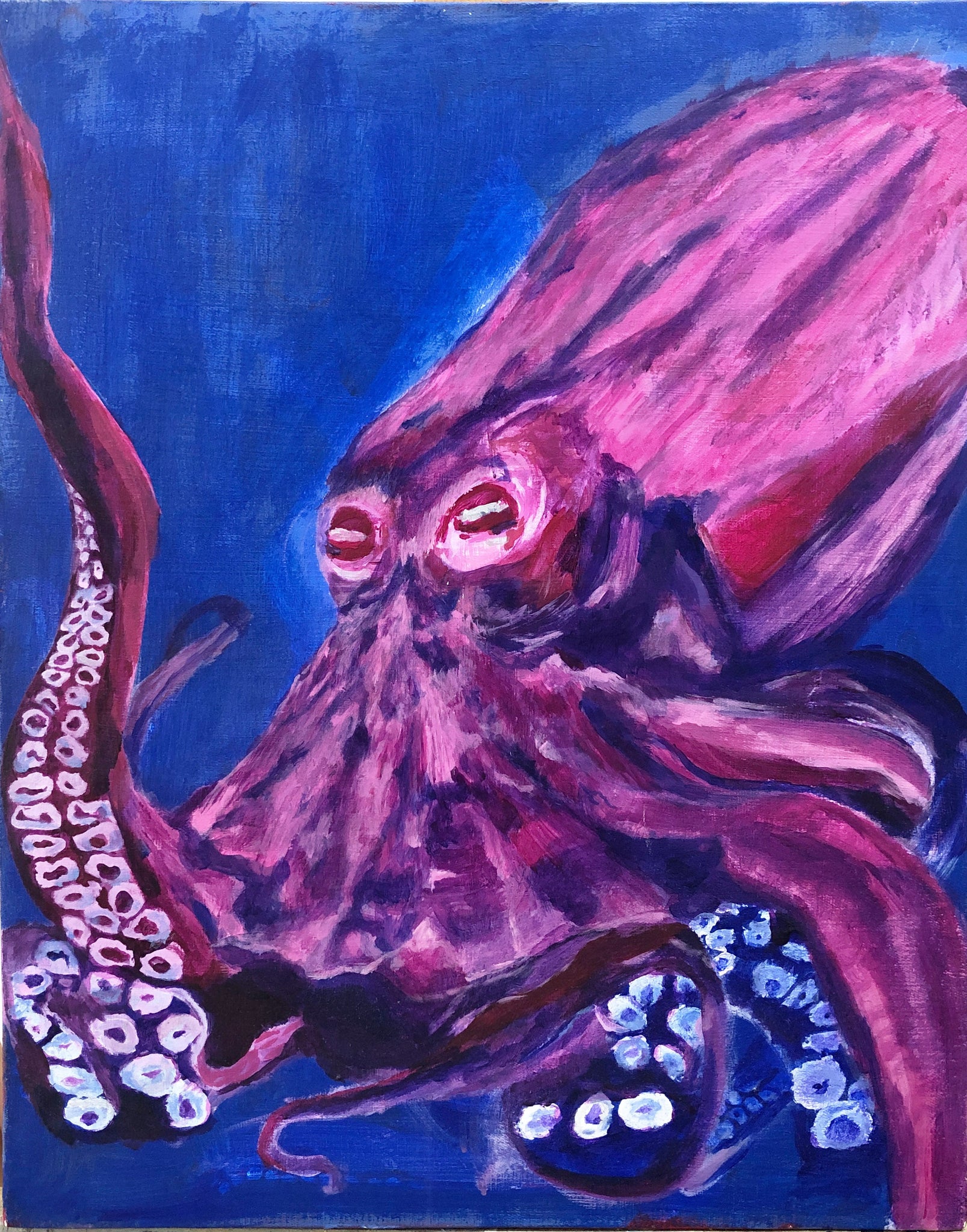 Octopus